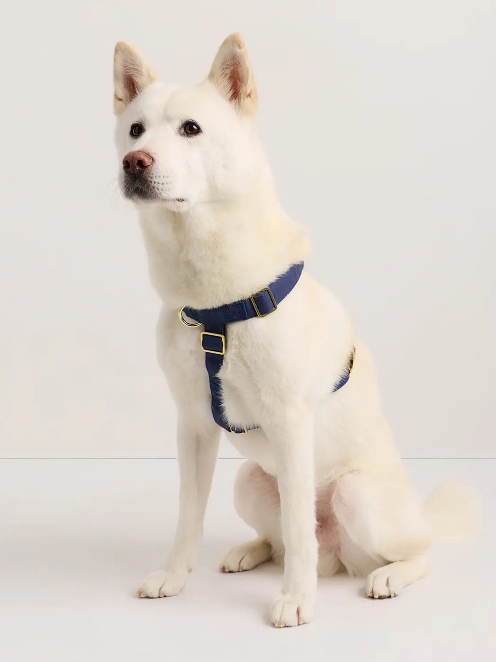 Quince 100% Cotton Wrapped Nylon Dog Harness Navy Blue - Large